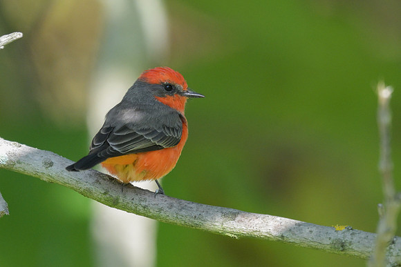 Vermillion Flycatcher