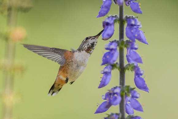 Allen's Hummingbird