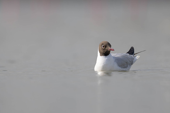 Black-headed Gull