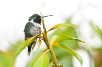 White-bellied Woodstar