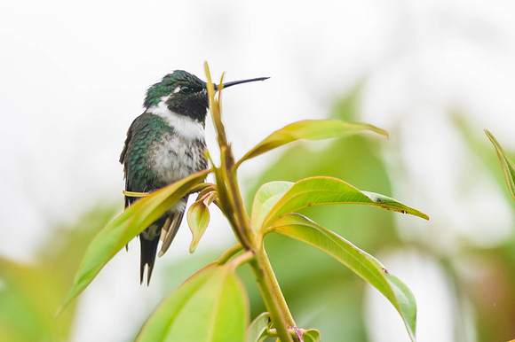 White-bellied Woodstar