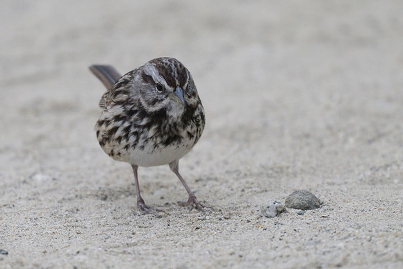 Song Sparrow