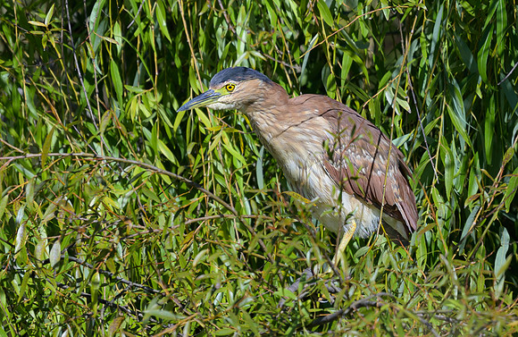 Nankeen Night Heron