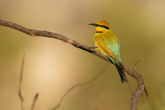 Rainbow Bee-eater
