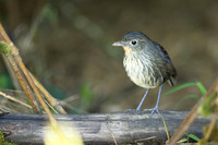 Santa Marta Antpitta