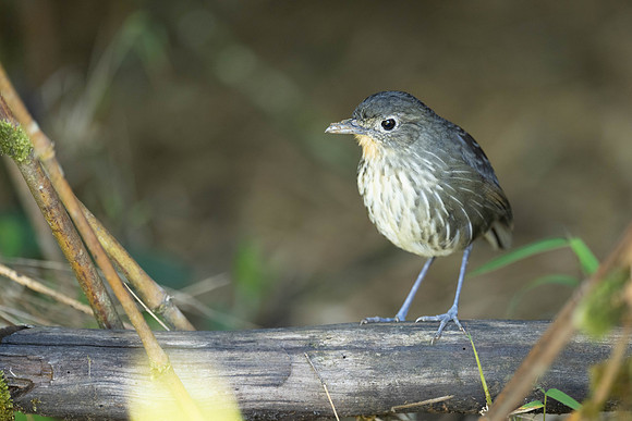 Santa Marta Antpitta