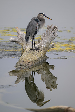 Great Blue Heron
