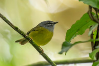 White-lored Warbler