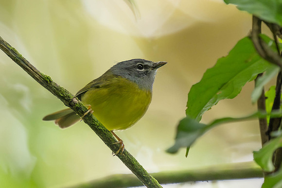 White-lored Warbler