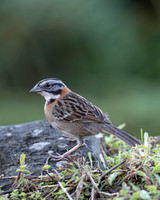 Rufous-collared Sparrow
