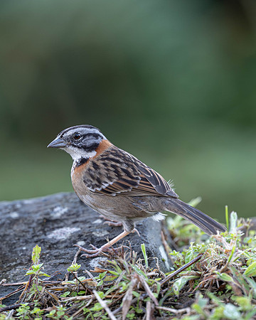 Rufous-collared Sparrow