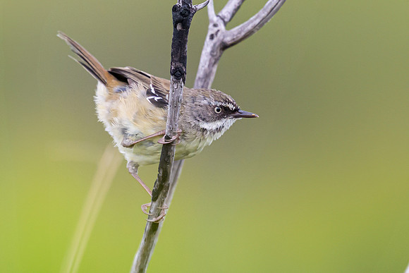White-browed Scrubwren
