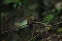 Gray-throated Leaftosser