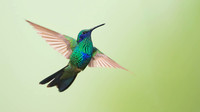 Sparkling Violetear