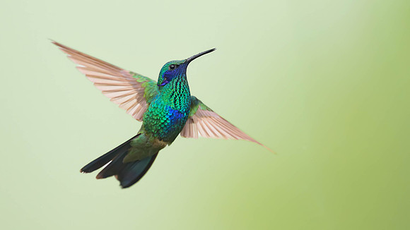 Sparkling Violetear