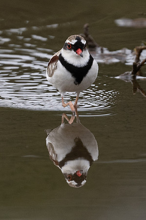 Black-fronted Dotterel