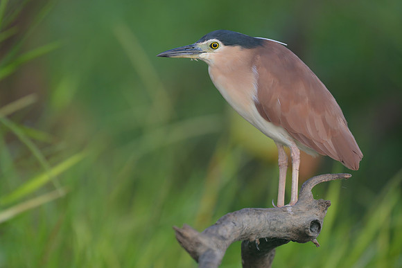 Nankeed Night Heron