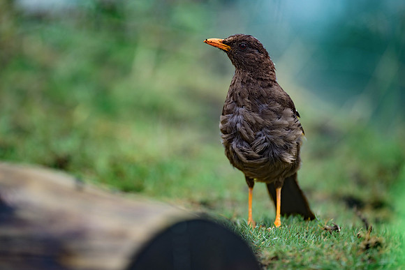 Great Thrush