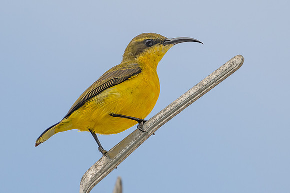 Olive-backed Sunbird