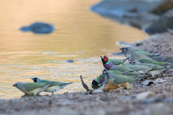Gouldian Finch