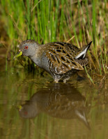 Australian Spotted Crake