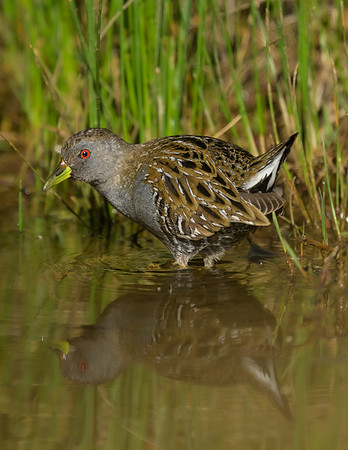 Australian Spotted Crake