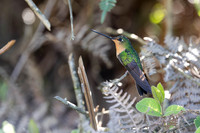 White-tailed Starfrontlet