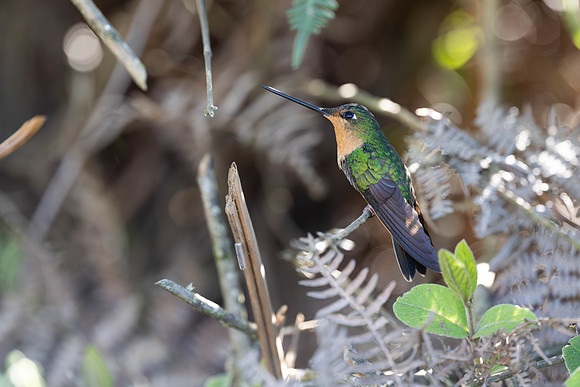 White-tailed Starfrontlet