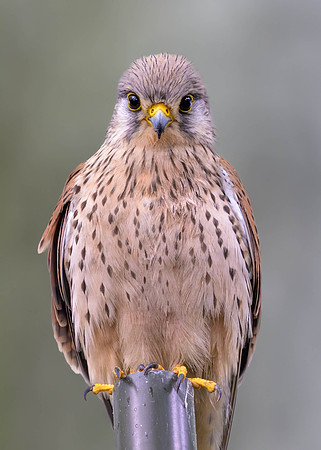 Eurasian Kestrel