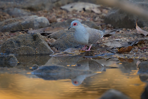 Diamond Dove