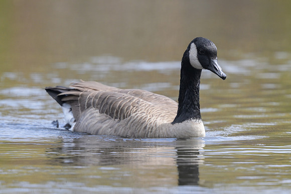 Canada Goose