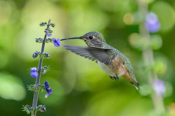 Allen's Hummingbird