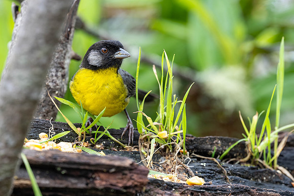 Santa-Marta Brushfinch