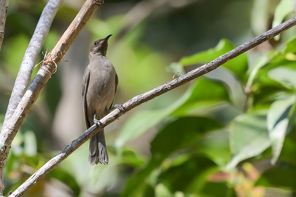 Dusky Honeyeater