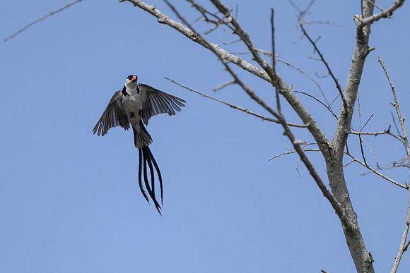 Pin-tailed Whydah