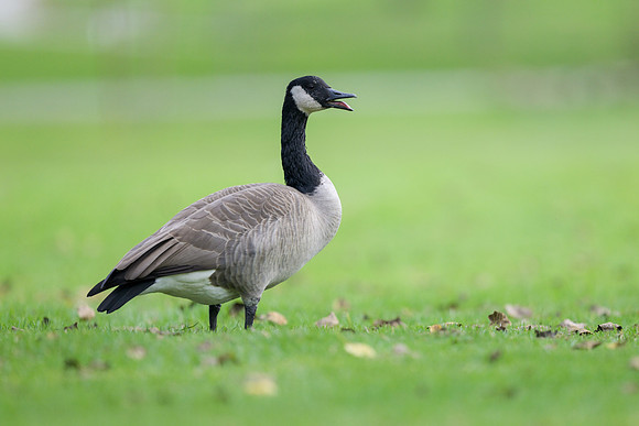 Canada Goose