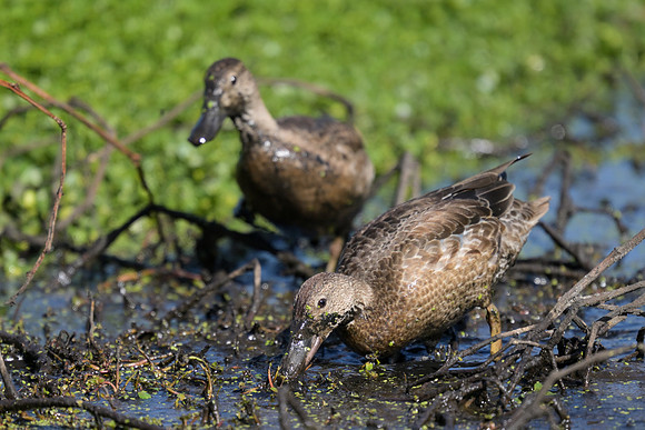 Cinnamon Teal
