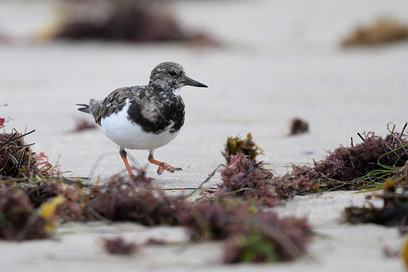 Ruddy Turnstone