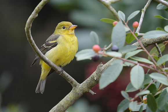 Western Tanager