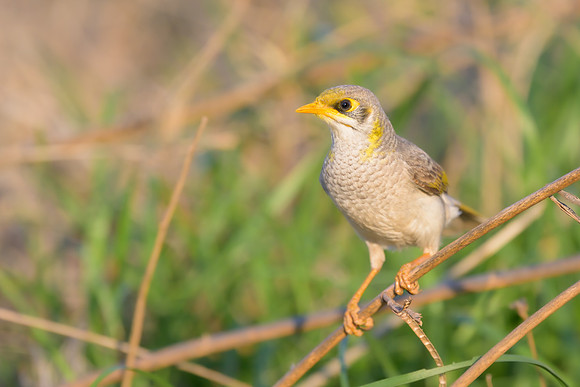 Yellow-throated Miner