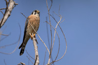American Kestrel