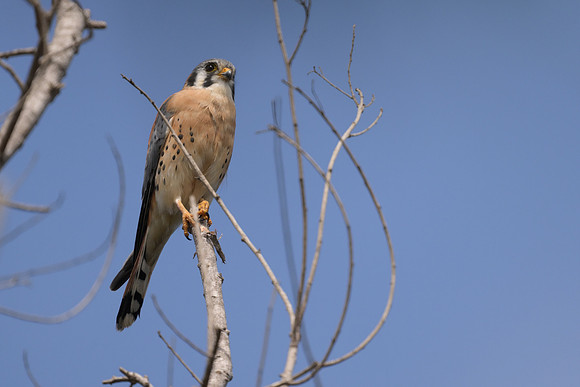 American Kestrel