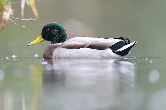 Mallard