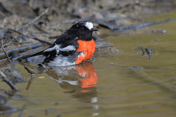 Scarlet Robin