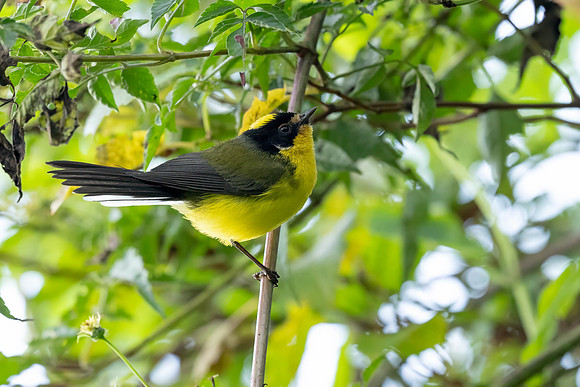 Yellow-crowned Redstart