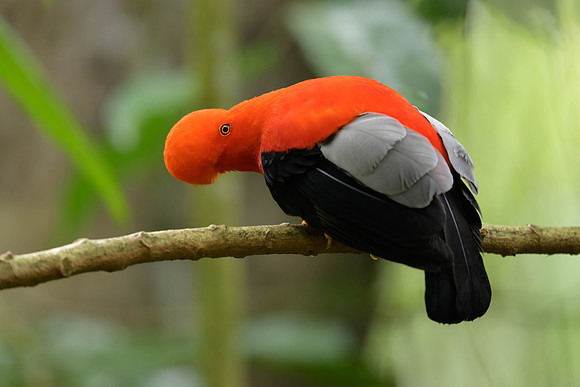 Andean Cock-of-the-Rock