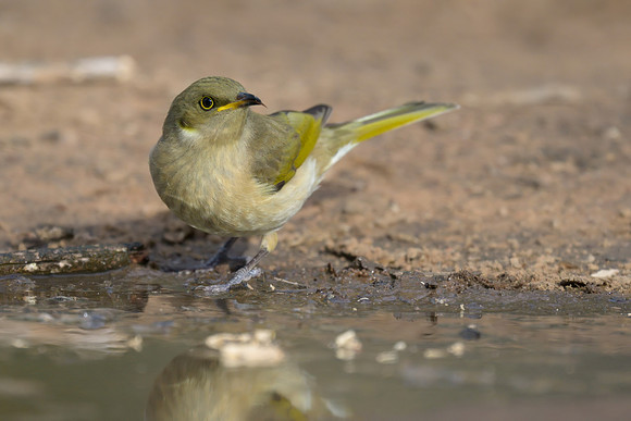 Fuscous Honeyeater