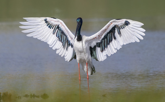Black-necked Stork