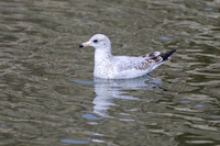 Ring-billed Gull