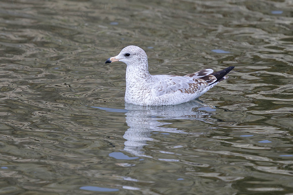Ring-billed Gull
